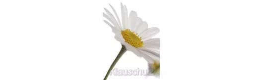 Postkarten Blumen - Margerite