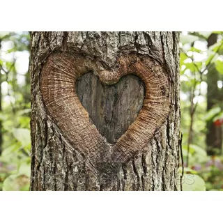 Romantische Fotokarte Postkarte vom Postkartenparadies: Herz im Baum