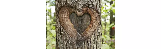 Fotokarten - Herz im Baum