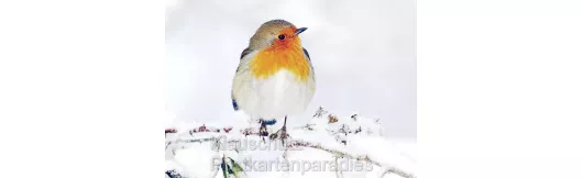 Foto Postkarten | Rotkehlchen im Schnee