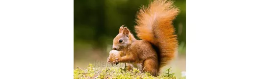 Eichhörnchen mit Nuss | Tier Fotokarte