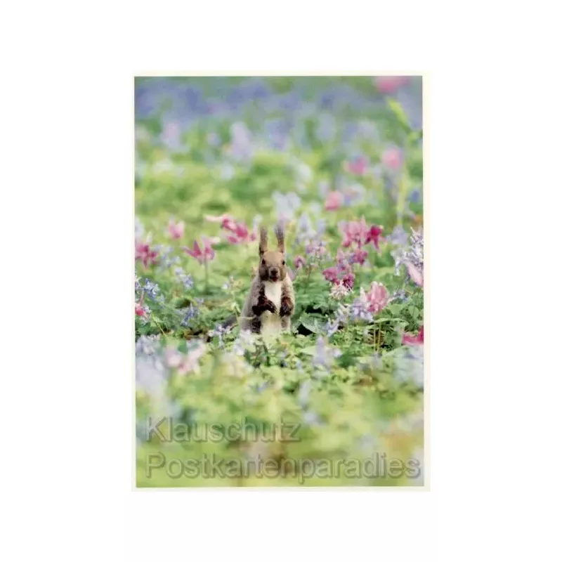 Eichhörnchen im Blumenfeld - Tier Postkarte von Rannenberg