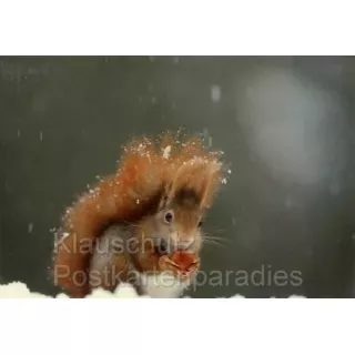 Doppelkarten Weihnachten -  Eichhörnchen im Schnee mit Nuss 