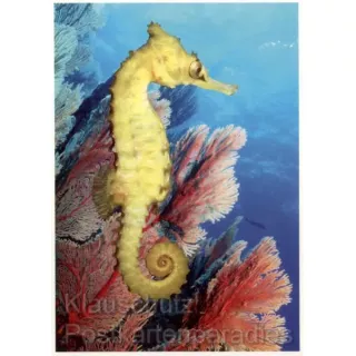 Dorniges Seepferdchen - Fotokarten mit Tieren von SkoKo