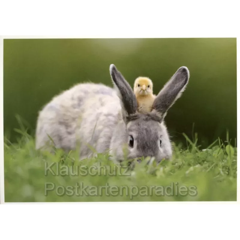 Osterhase und Küken | Postkarte Ostern