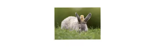 Osterhase und Küken | Postkarte Ostern