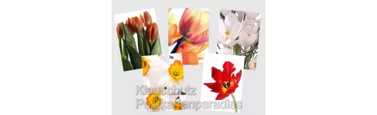 Blumenpaket Frühling - 5 Postkarten zum Sparpreis