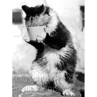 Katzen - Das Postkartenbuch mit 14 Karten 