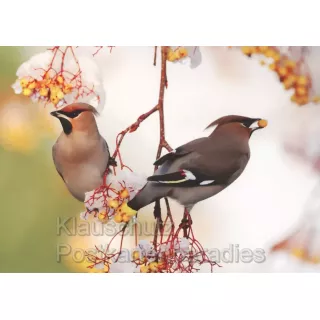 Postkartenbuch Vögel im Winter - 14 Postkarten mit Vögeln im Winter