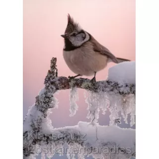 Postkartenbuch Vögel im Winter - 14 Postkarten mit Vögeln im Winter