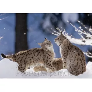  14 tierische Winterimpressionen - Das Postkartenbuch mit 14 Postkarten von heimischen Tieren im Winter