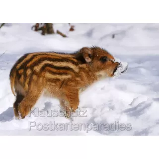  14 tierische Winterimpressionen - Das Postkartenbuch mit 14 Postkarten von heimischen Tieren im Winter