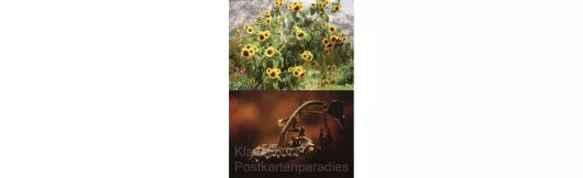 Postkartenbuch mit 15 Sonnenblumen Motiven mit interessanten Infos über die Sonnenblume auf der Rückseite.