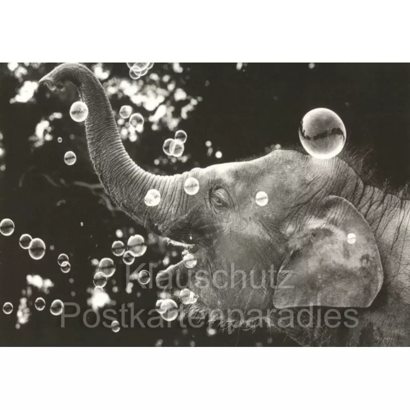 Elefant macht Seifenblasen - Discordia Foto Postkarte