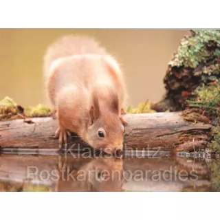 Postkartenbücher von Rannenberg | Eichhörnchen trinkt Wasser