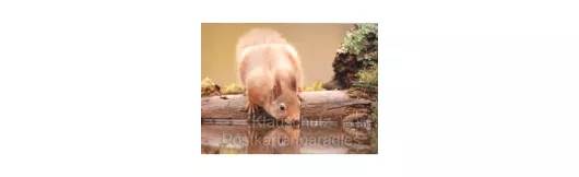 Postkartenbücher von Rannenberg | Eichhörnchen trinkt Wasser