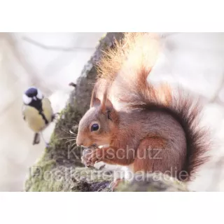 Postkartenbücher von Rannenberg | Eichhörnchen im Winter
