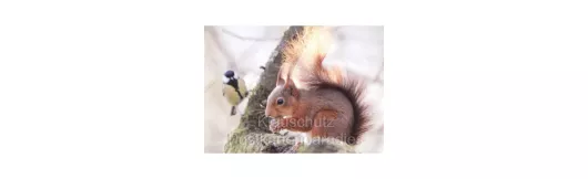Postkartenbücher von Rannenberg | Eichhörnchen im Winter