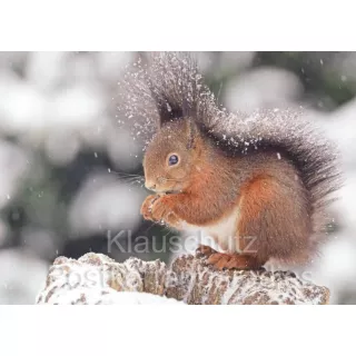 Postkartenbücher von Rannenberg | Eichhörnchen im Schnee
