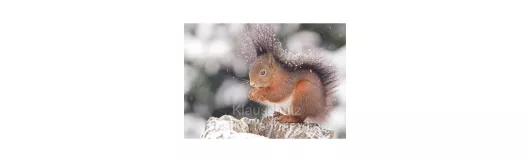 Postkartenbücher von Rannenberg | Eichhörnchen im Schnee