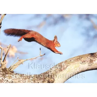 Postkartenbücher von Rannenberg | springendes Eichhörnchen
