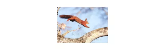 Postkartenbücher von Rannenberg | springendes Eichhörnchen