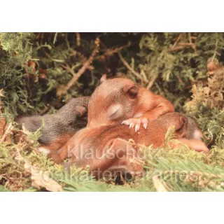 Postkartenbücher | Eichhörnchen