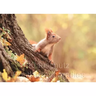 Postkartenbücher von Rannenberg | Eichhörnchen im Wald