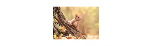 Postkartenbücher von Rannenberg | Eichhörnchen im Wald