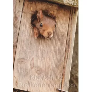 Postkartenbücher | Eichhörnchen