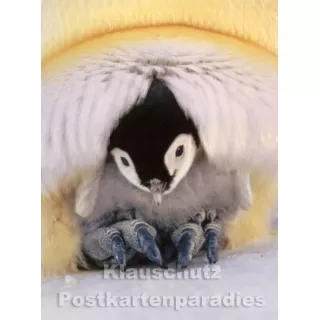 Pinguine - Das Postkartenbuch