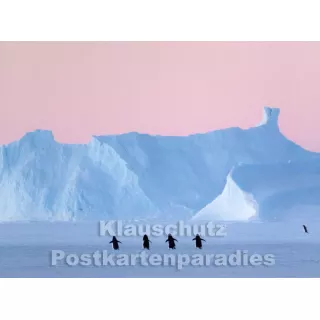 Pinguine - Das Postkartenbuch