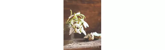 Frühlingsgrüße - Postkartenbuch mit Blumen