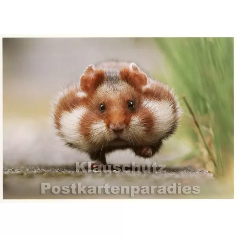 Rush Hour - Hamster Postkarte von SkoKo