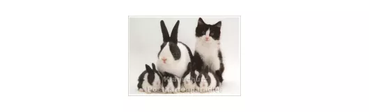 Fotokarte - Kaninchen und Katze