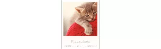 Polacard | Katzen Umarmung