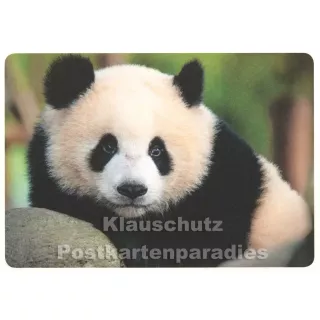 Panda Bär - Tier Postkarte