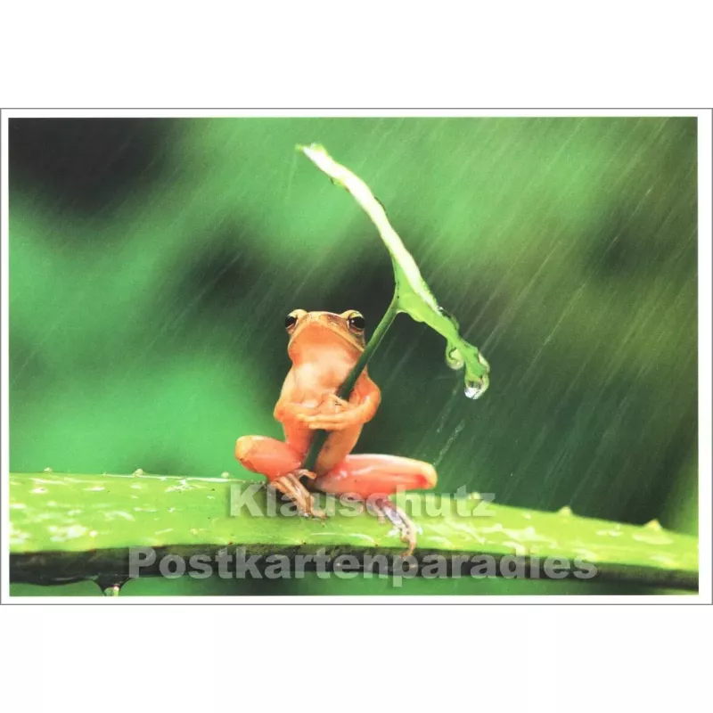Wetterfrosch - Tier Postkarte von SkoKo