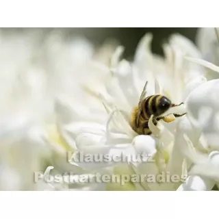 Postkartenbuch | Bienen