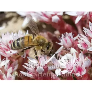 Postkartenbuch | Bienen