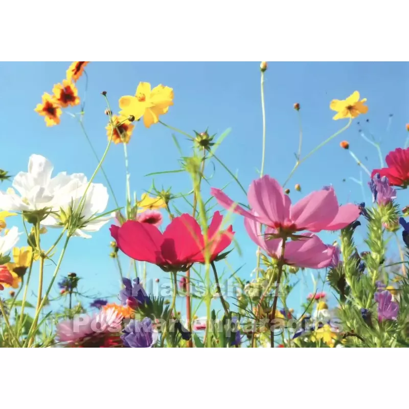 Sommerliche Blumenwiese | Postkarte
