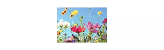 Sommerliche Blumenwiese | Postkarte