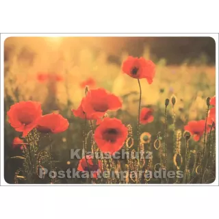 Mohnfeld - Blumen Postkarte von SkoKo