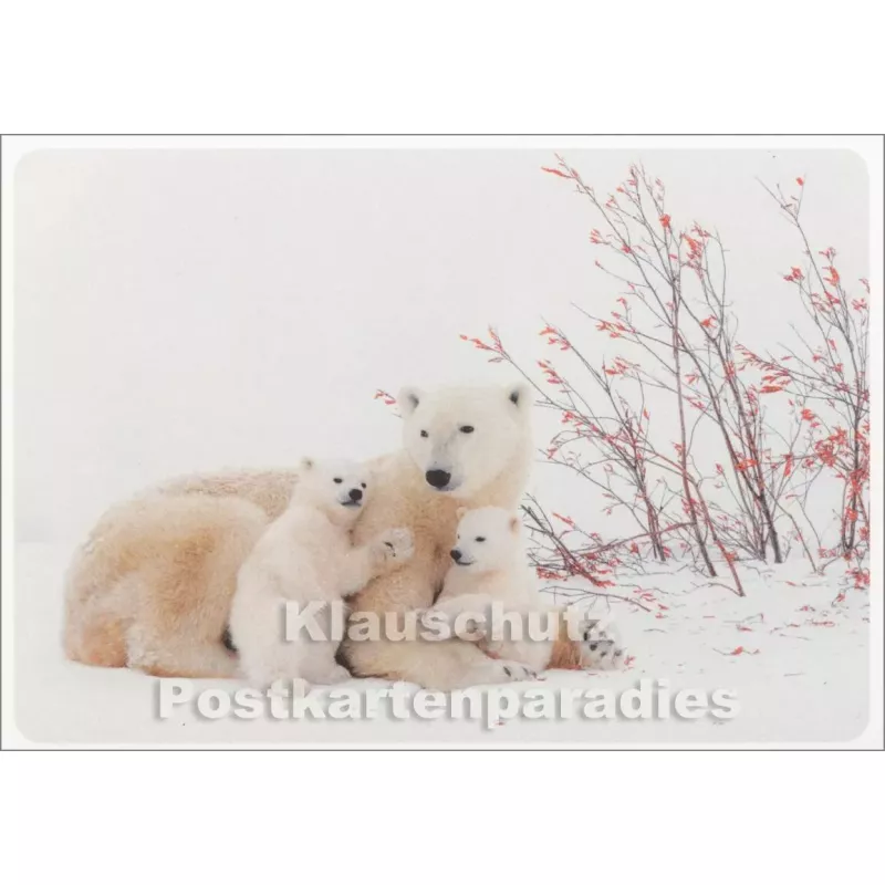 Weihnachtskarte Eisbären Familie