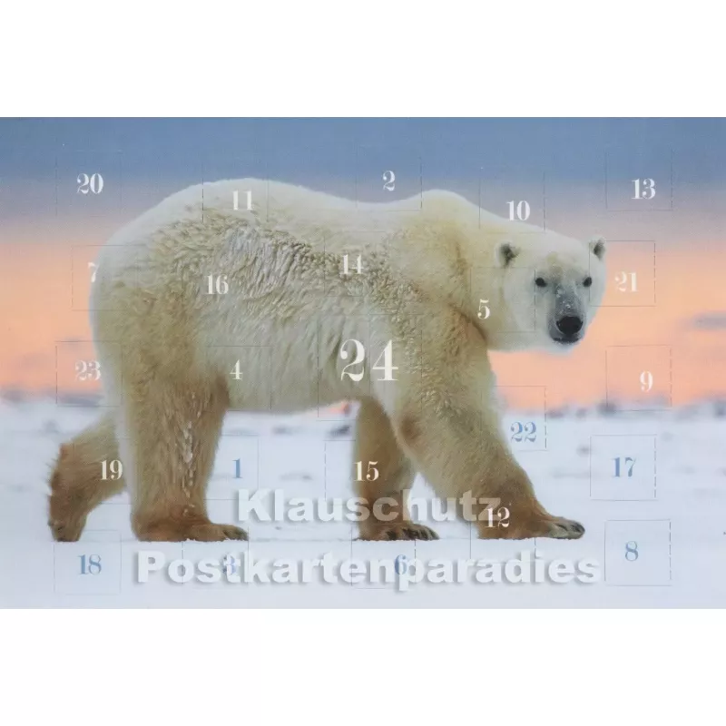 Adventskalender Postkarten - Eisbären