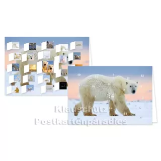 Adventskalender Postkarten - Eisbären