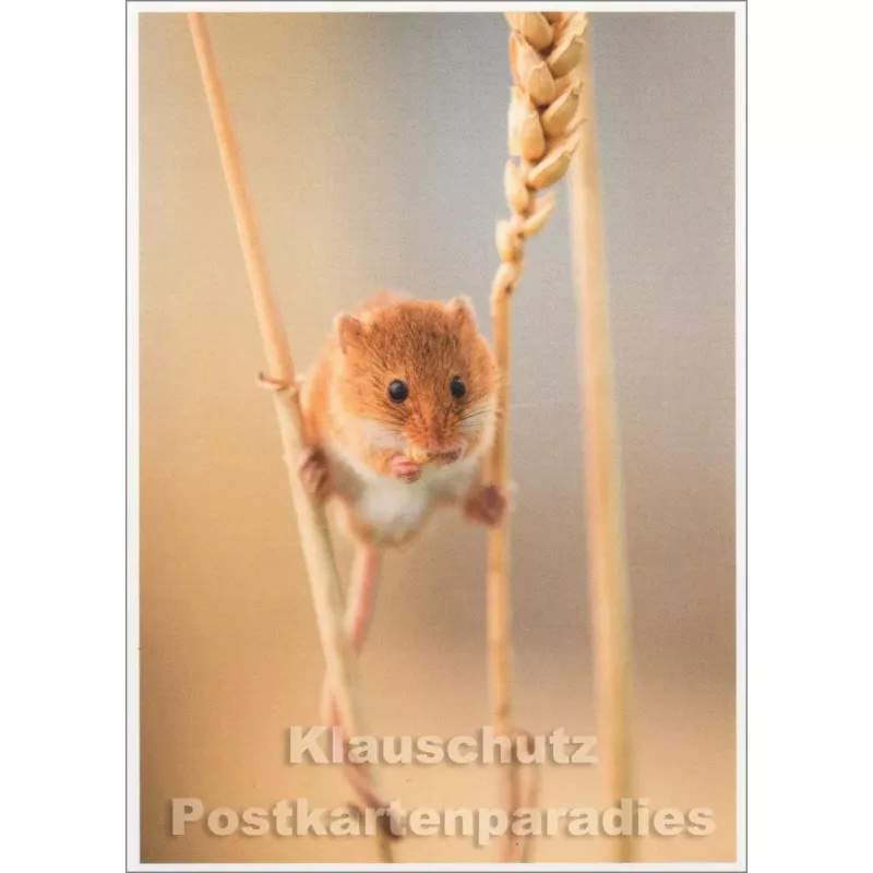 Tier Postkarte | Klettermax