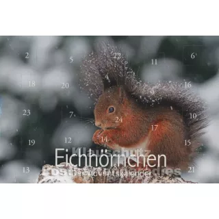 Adventskalender Doppelkarte - Eichhörnchen