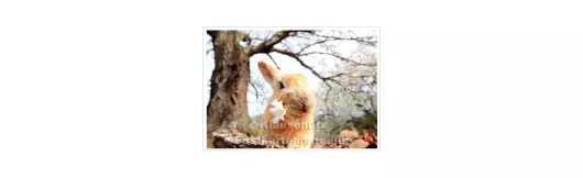 Postkarte | Wildkaninchen mit Kirschblüte