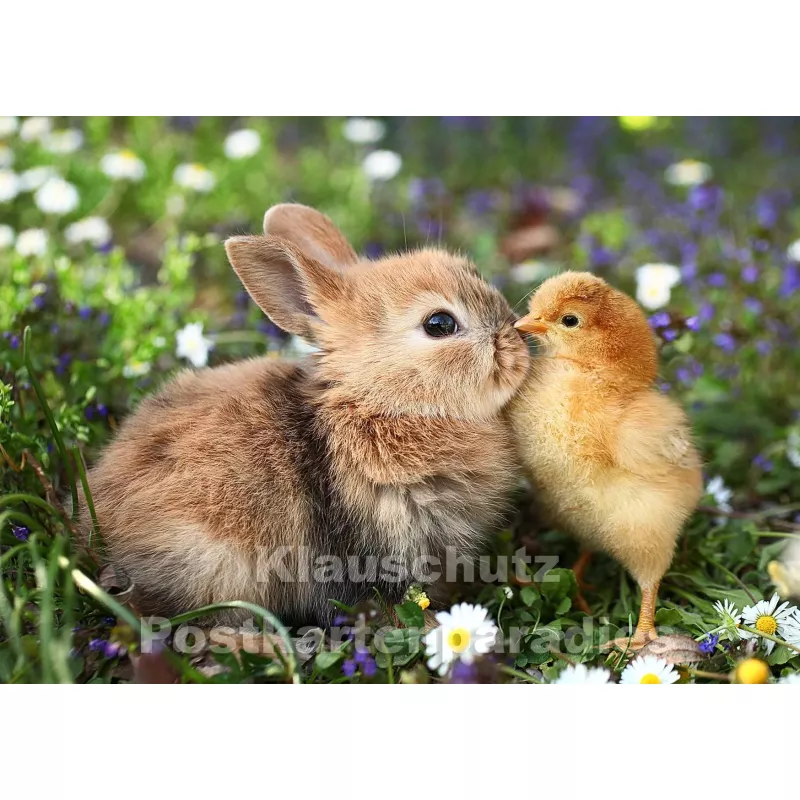 rabbit and chicken Ansichtskarte Kaninchen mit Hühnerküken auf dem Kopf 